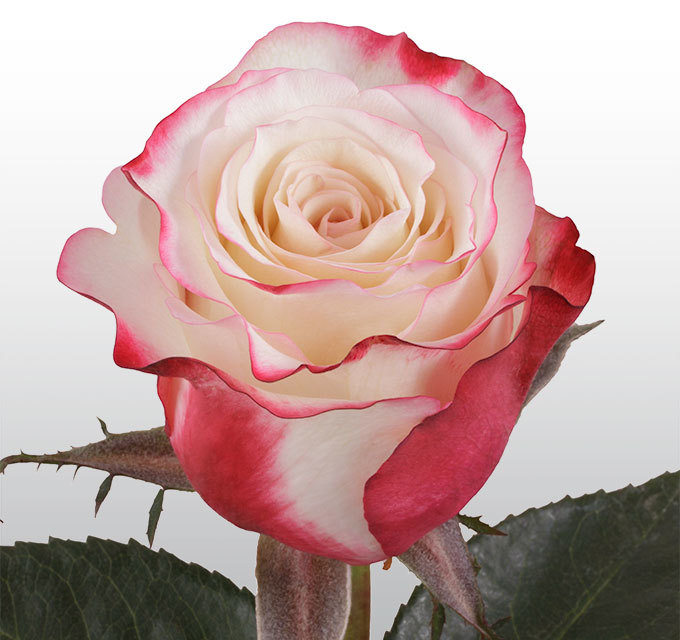 Роза fusion эквадор